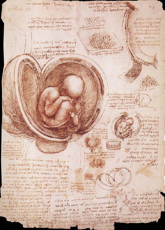 LEONARDO da Vinci The embryo in the Uterus Norge oil painting art